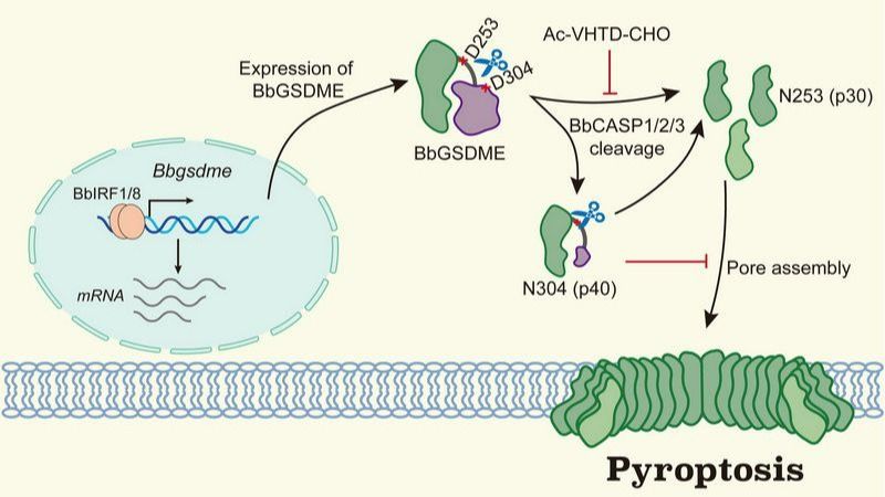 ��ҳ|ng������Ϸ�й����Źٷ���վ