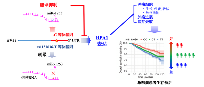 ��ҳ|ng������Ϸ�й����Źٷ���վ