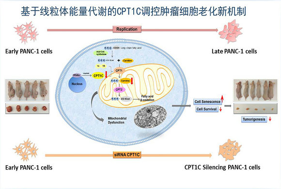 ��ҳ|ng������Ϸ�й����Źٷ���վ