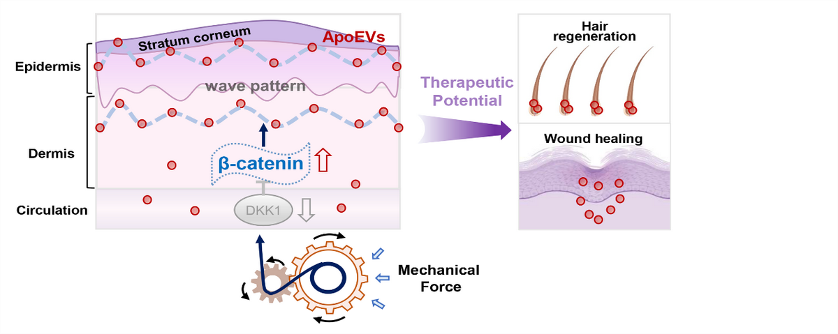 D15A0215FC2E297F9715002985D_36DCA5C5_38EA9