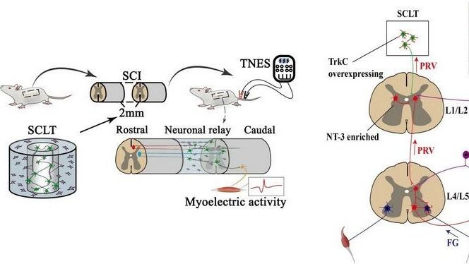 ��ҳ|ng������Ϸ�й����Źٷ���վ