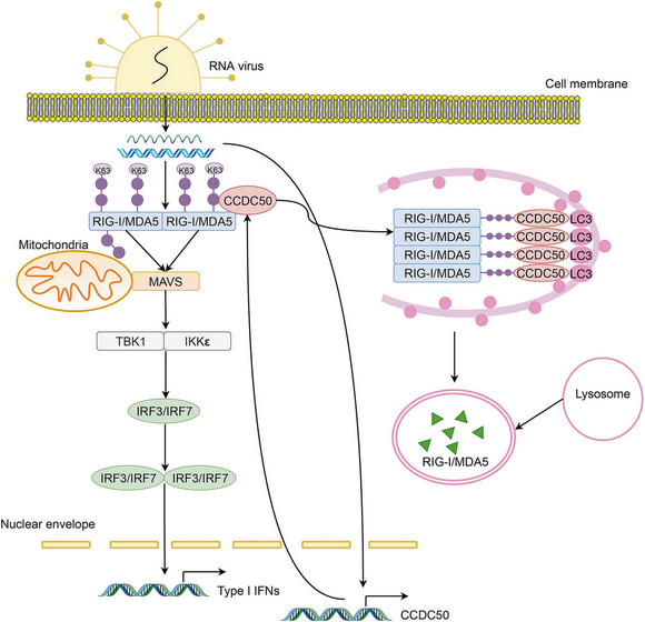 ��ҳ|ng������Ϸ�й����Źٷ���վ