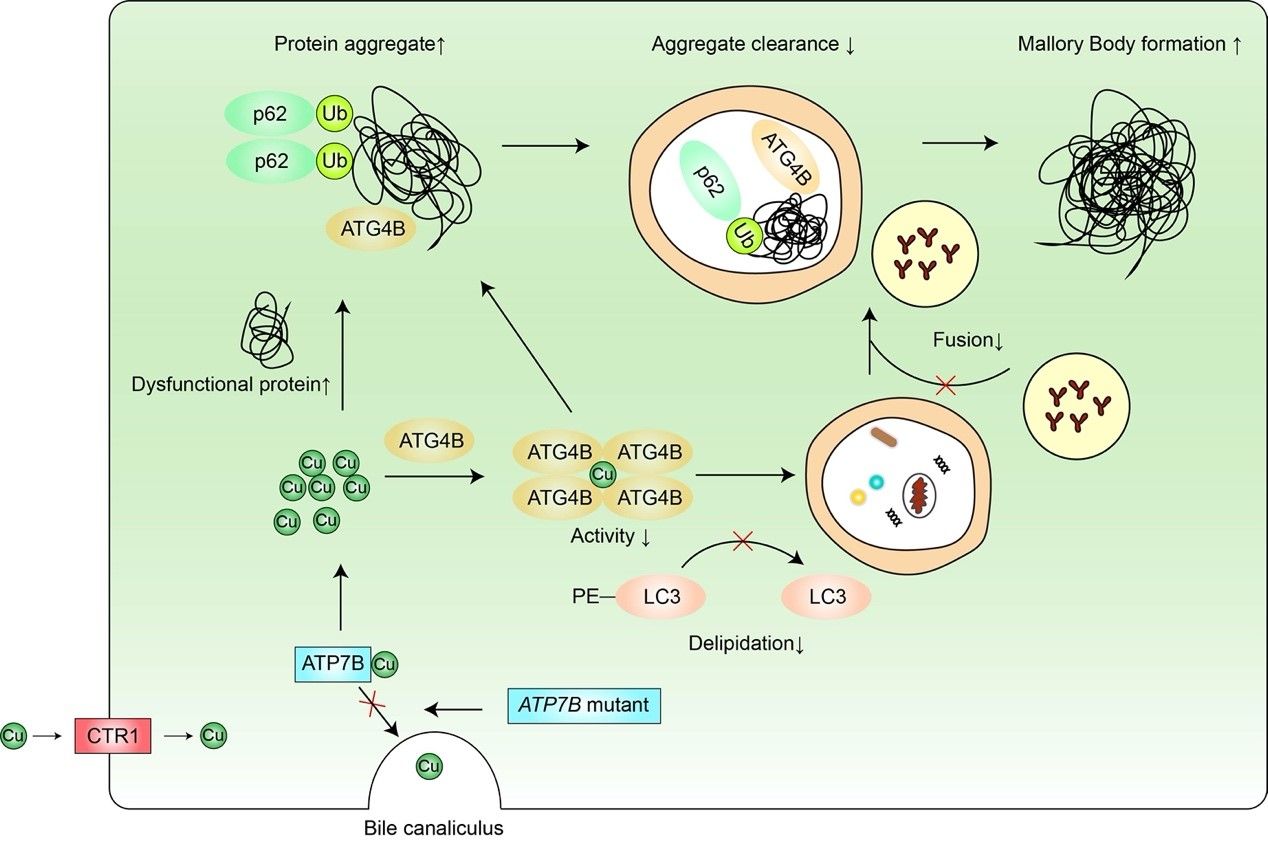 ��ҳ|ng������Ϸ�й����Źٷ���վ