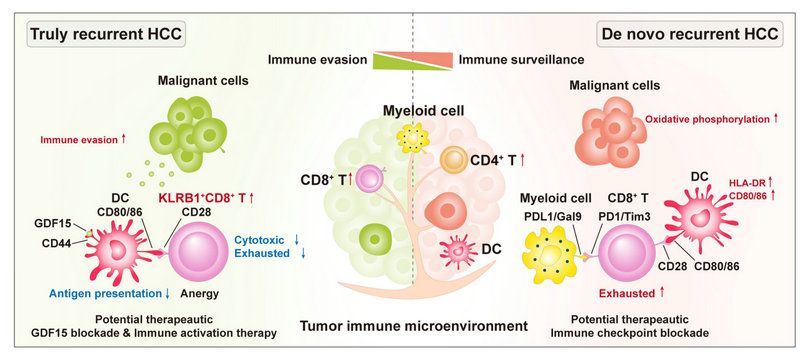 011FE5CC3138C263E663FD28495_F2304992_D02F