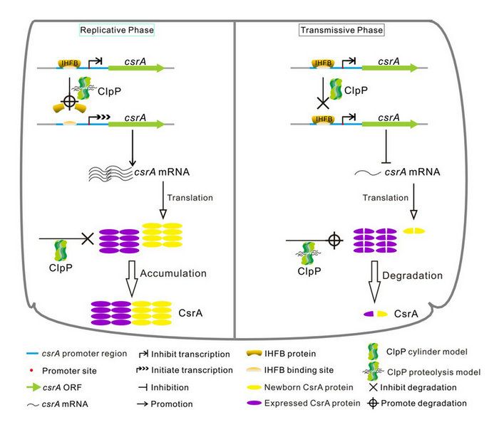 E449A979AD39410EF5563F3B0CE_703125BE_DEAC