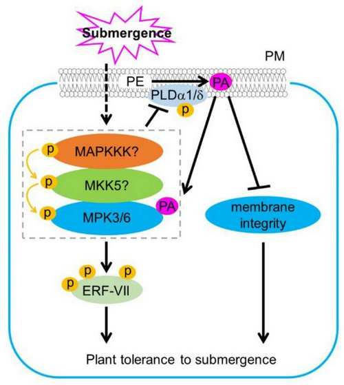 ��ҳ|ng������Ϸ�й����Źٷ���վ