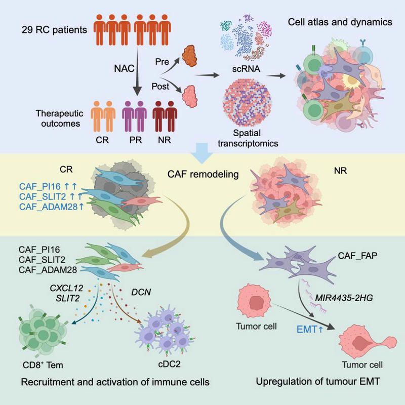 C4BE98FD4D8E08CACA049229F4A_2B3C1393_1481A