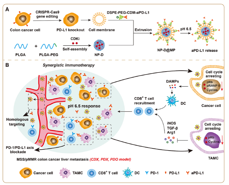 2BDAD8083D439670ADB8BC8ACF4_4E6DCF16_51F18