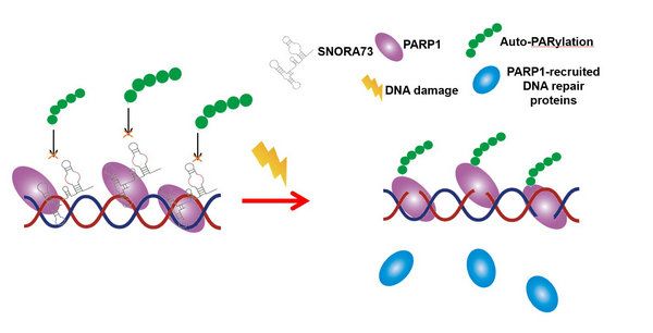 3BA718B1AD082899EC1F1D5E78F_06F389B9_5D21