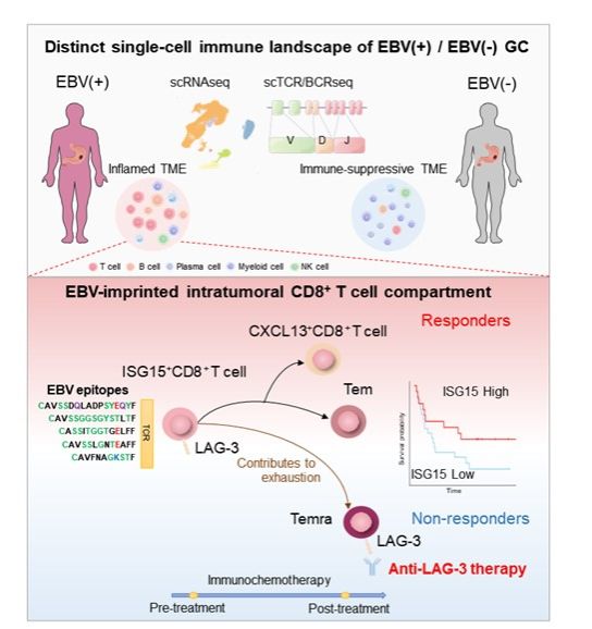 061AD41FE76F2C4AF32D44AC145_CD5372BA_B347