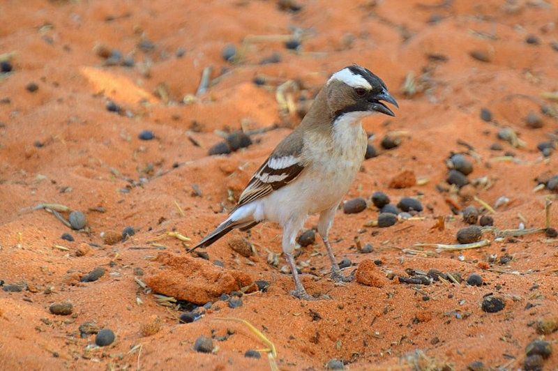 4F48C5C38433013B33DA8A0974F_877244FB_17675