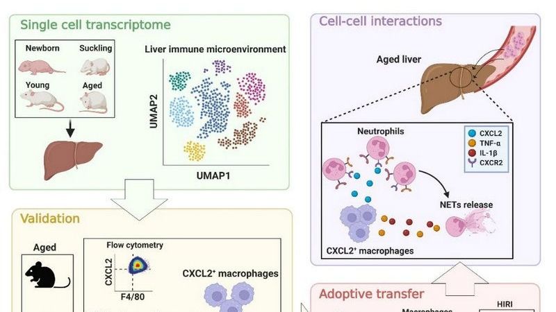 ��ҳ|ng������Ϸ�й����Źٷ���վ