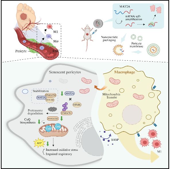 33536067B5961474B49AB31F25B_E99C3933_1B029