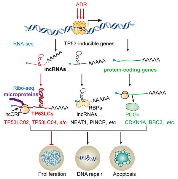 45A43AF5BB5D846D5F5D1B2071B_06D71B63_CCE8