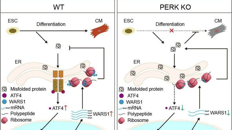 ��ҳ|ng������Ϸ�й����Źٷ���վ