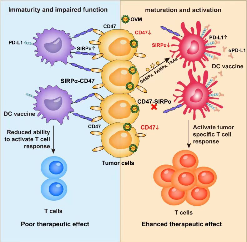 F6E0EC0290AA7C1446E05361F44_3B9B0786_16A97 F6E0EC0290AA7C1446E05361F44_3B9B0786_16A97