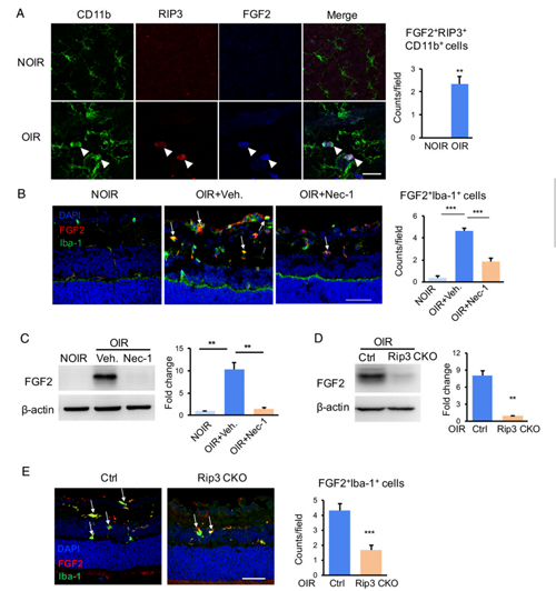 ��ҳ|ng������Ϸ�й����Źٷ���վ