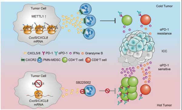 0CF8A8D8DEB96230030C82E29FF_D30969E3_9344 0CF8A8D8DEB96230030C82E29FF_D30969E3_9344
