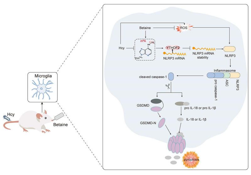 91F2FCB568311C6ABA907C96ECC_297DAB16_9331