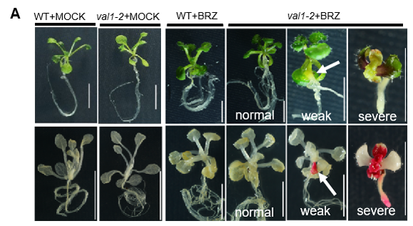 ��ҳ|ng������Ϸ�й����Źٷ���վ