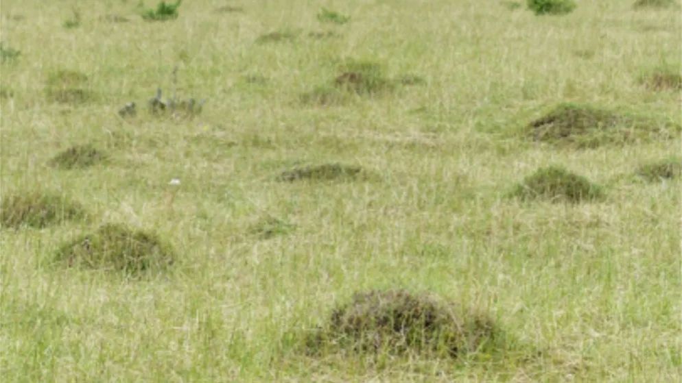 D44B6C0A6DBBF4439E4E8F0D933_6EAB30D9_12287