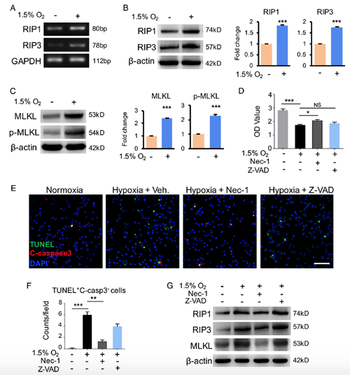 ��ҳ|ng������Ϸ�й����Źٷ���վ