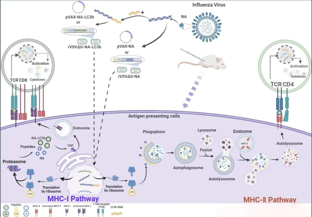 ��ҳ|ng������Ϸ�й����Źٷ���վ