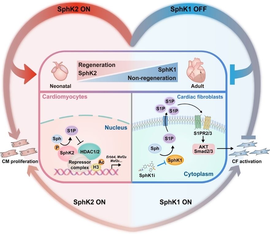 828BBB44802184185A997BEB3E7_0FC2B921_13330