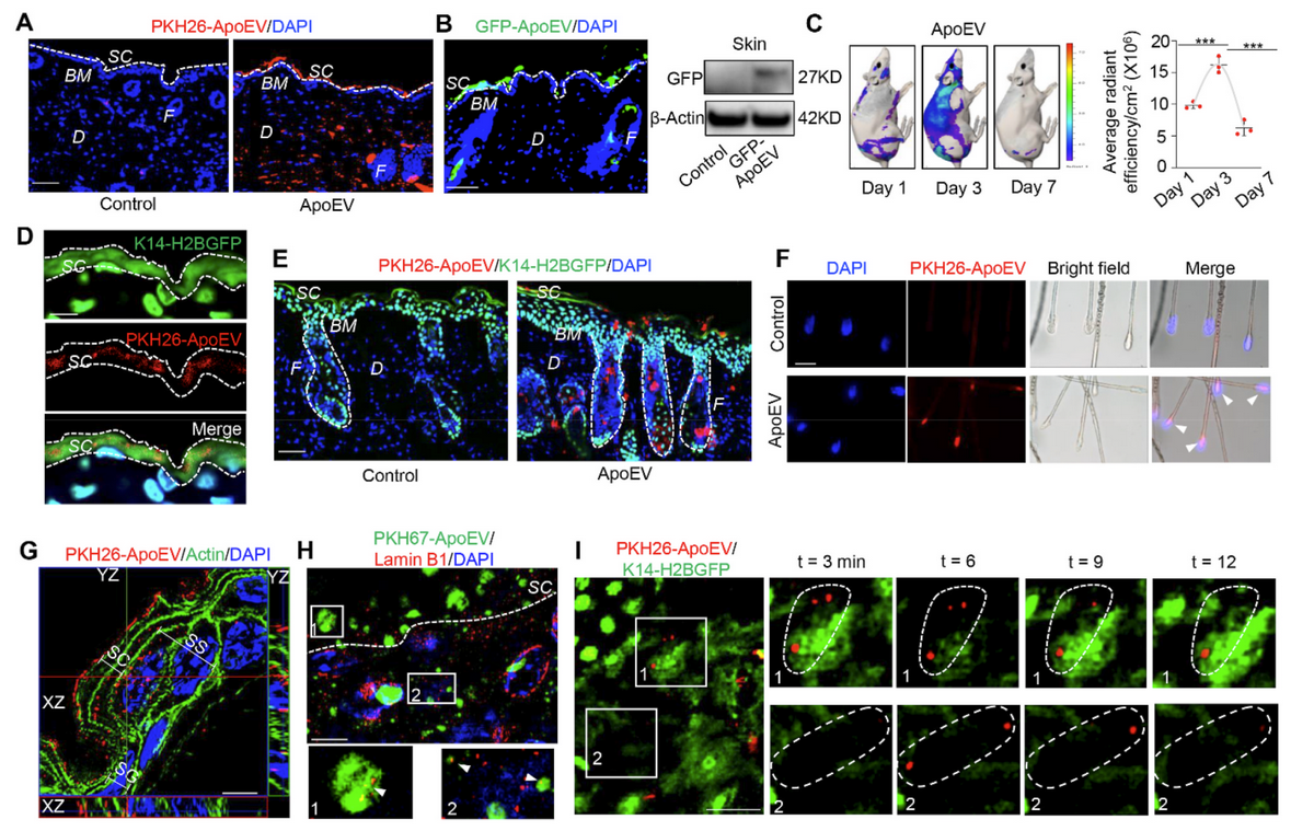 BD8AD2104934EB48683262A5DB3_9172993B_117145