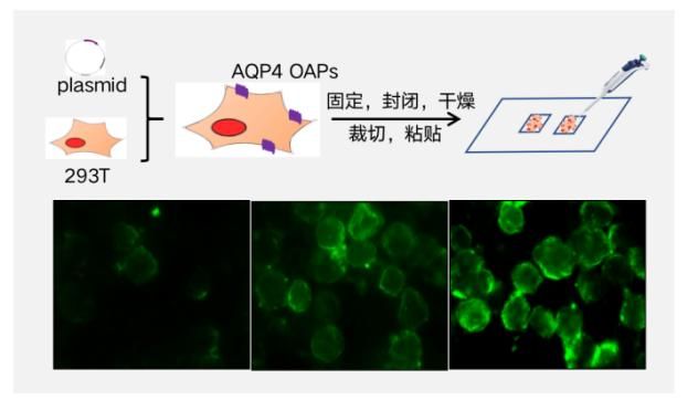 6354A136BFCDA0BDC404DD87FE1_A2117DDB_5CFF