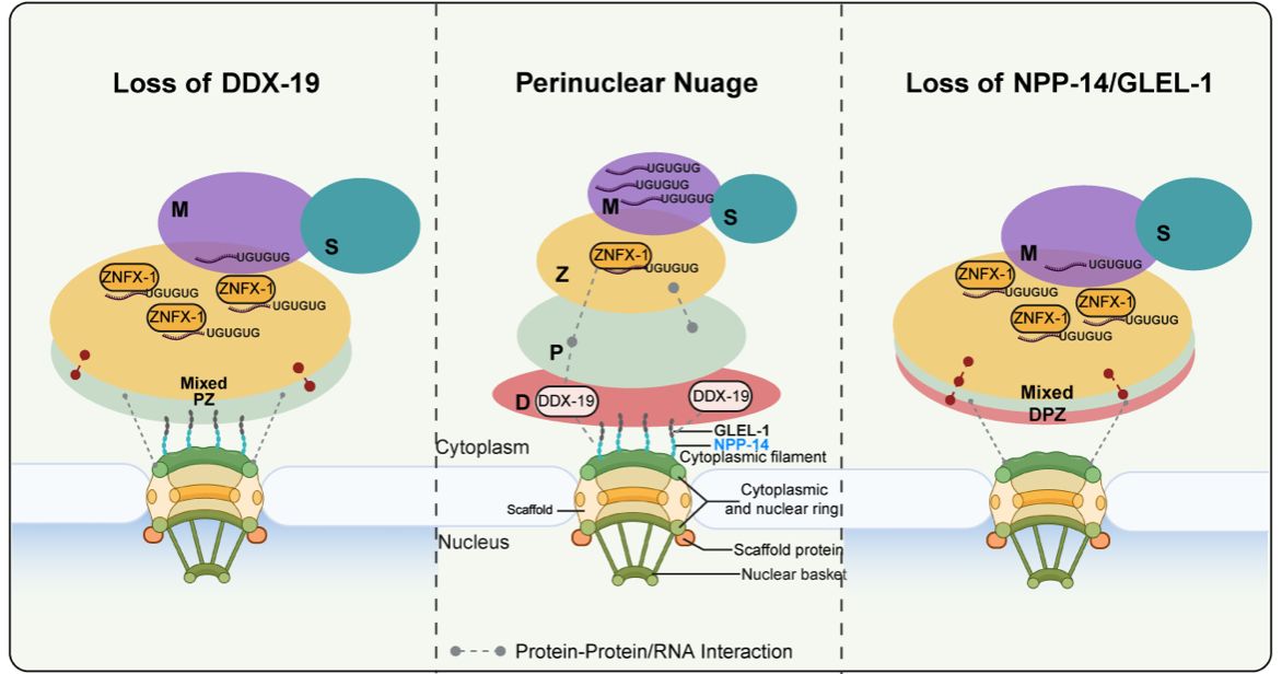 3D0698345ABE1C3B223A7A08642_27E1A34D_14620