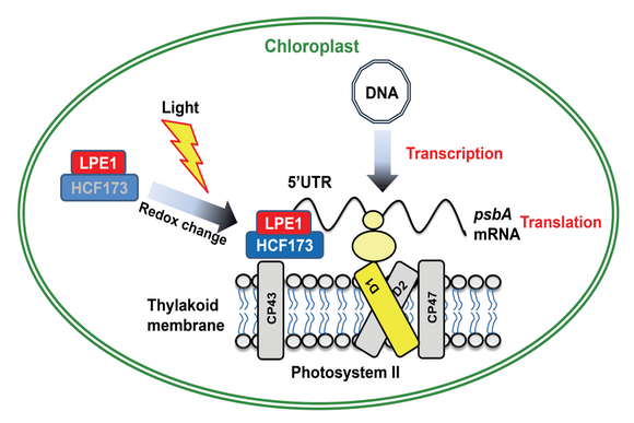 ��ҳ|ng������Ϸ�й����Źٷ���վ