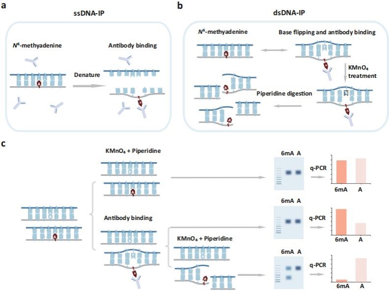 F887E3DD6431461183CAC5C3333_0A11FDB3_C7EC