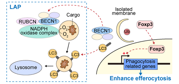 DFA936FB34433D42691C9BD2945_75480BF3_1C487