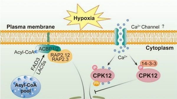 ��ҳ|ng������Ϸ�й����Źٷ���վ