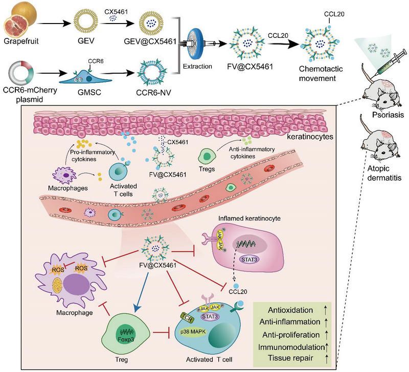 CAFF8298EF92A46E3241E0AC65E_BB5A9A76_19964