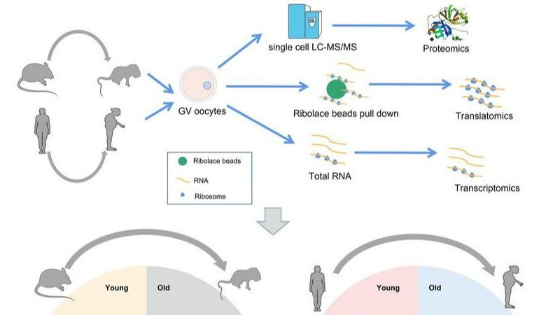 ��ҳ|ng������Ϸ�й����Źٷ���վ