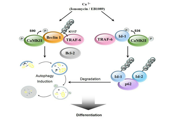 ��ҳ|ng������Ϸ�й����Źٷ���վ