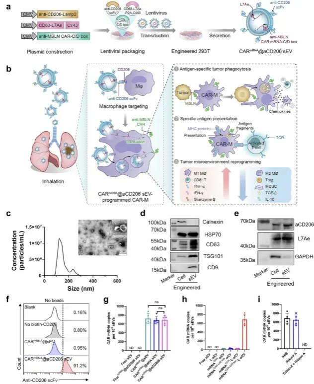 4A56AFFC3D66C0102F6149D34CE_17757A29_73DB4