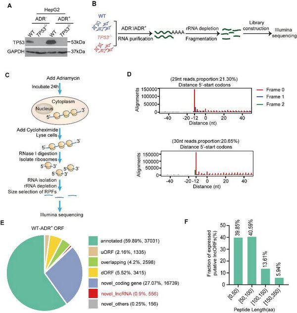 359898D748C1C995FDD0F9D5FBC_CE7B6D8D_E70F