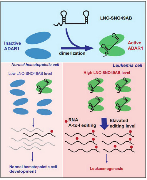 2C3F54A0A9529870573241EF5BA_241E93F0_10981
