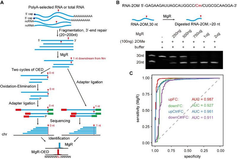 6A7B762F6674ECA7BB0D3550E6C_999CC8DA_1058B