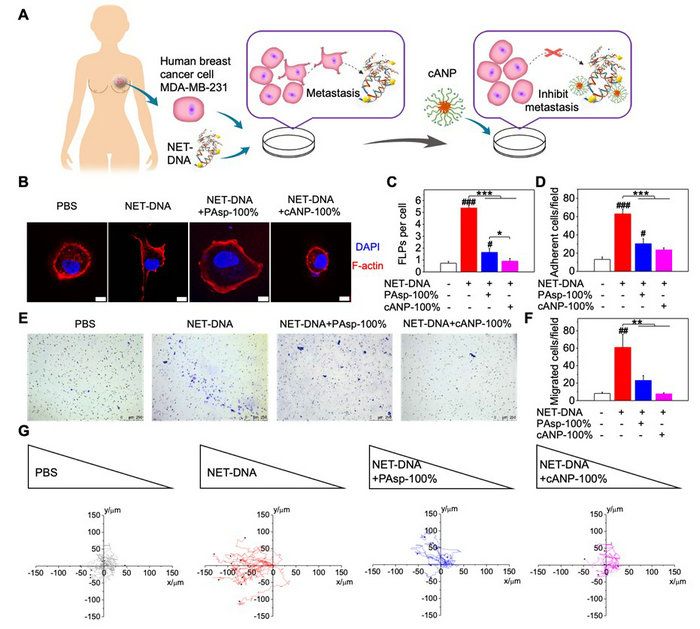 CB899720CC1DB16FCB50D85FF8F_E6AF4009_138C5
